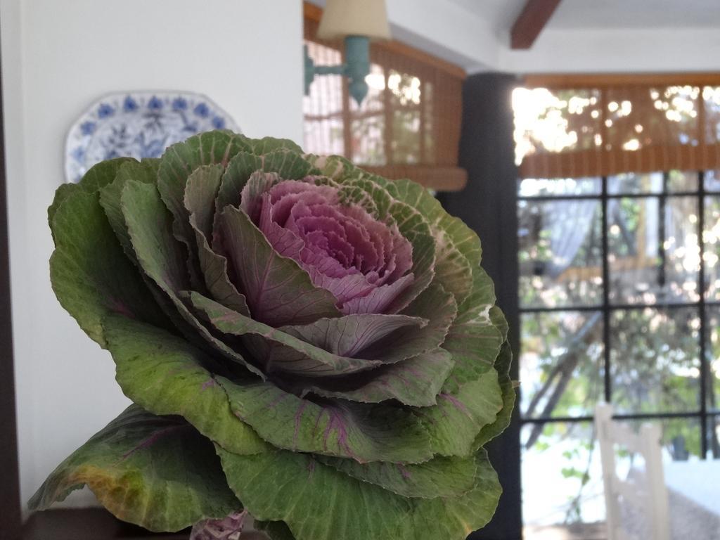 Posada De La Flor Colonia del Sacramento Szoba fotó