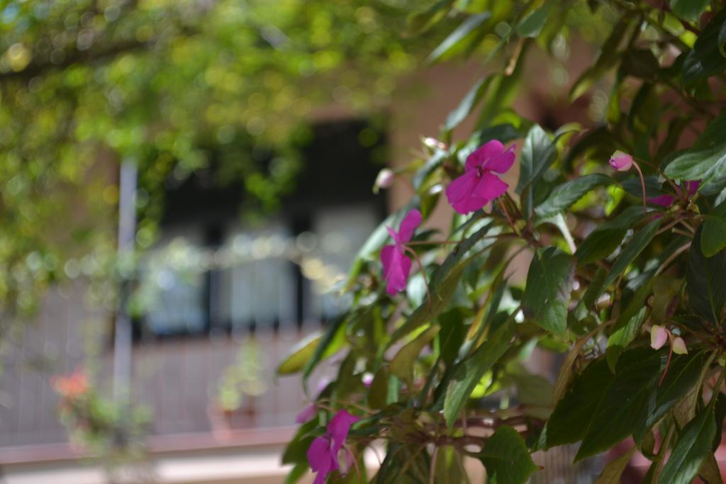 Posada De La Flor Colonia del Sacramento Kültér fotó